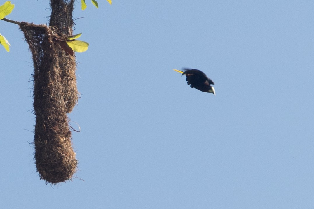 Chestnut-headed Oropendola - ML642434511
