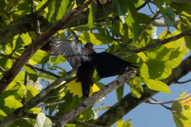 Chestnut-headed Oropendola - ML642434512