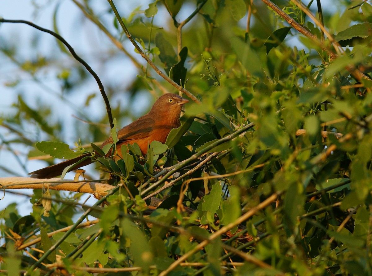 Rufous Chatterer - ML642434540