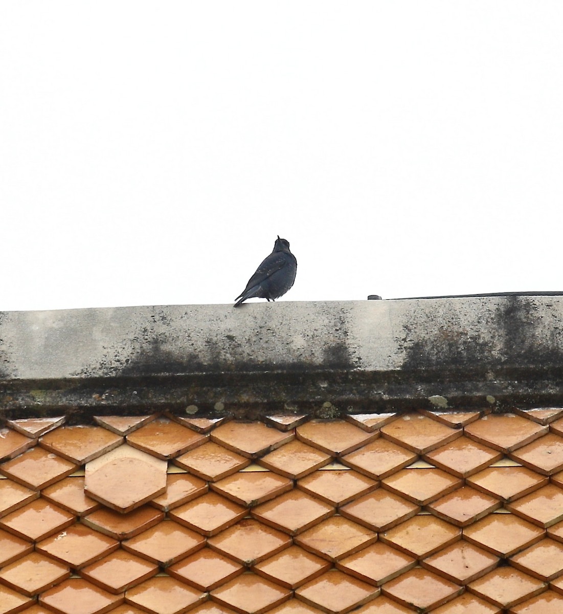 Blue Rock-Thrush - ML642434544