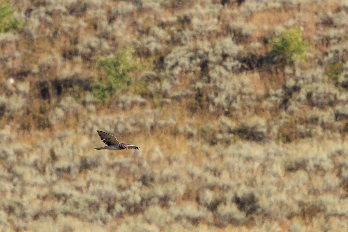 Northern Harrier - ML642434546