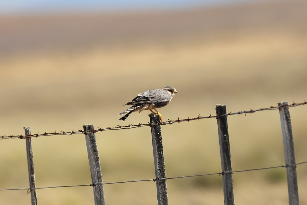 Aplomado Falcon - ML642434564