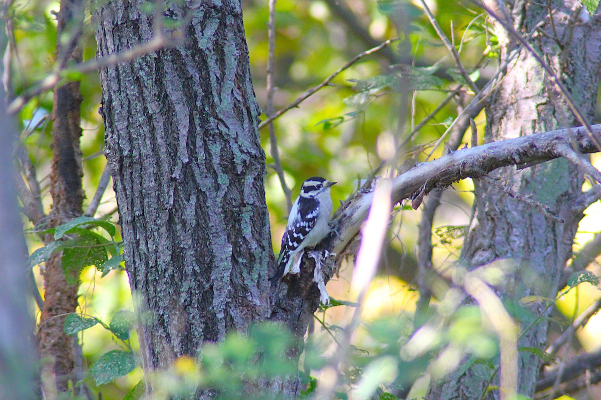 Downy Woodpecker - ML642434589