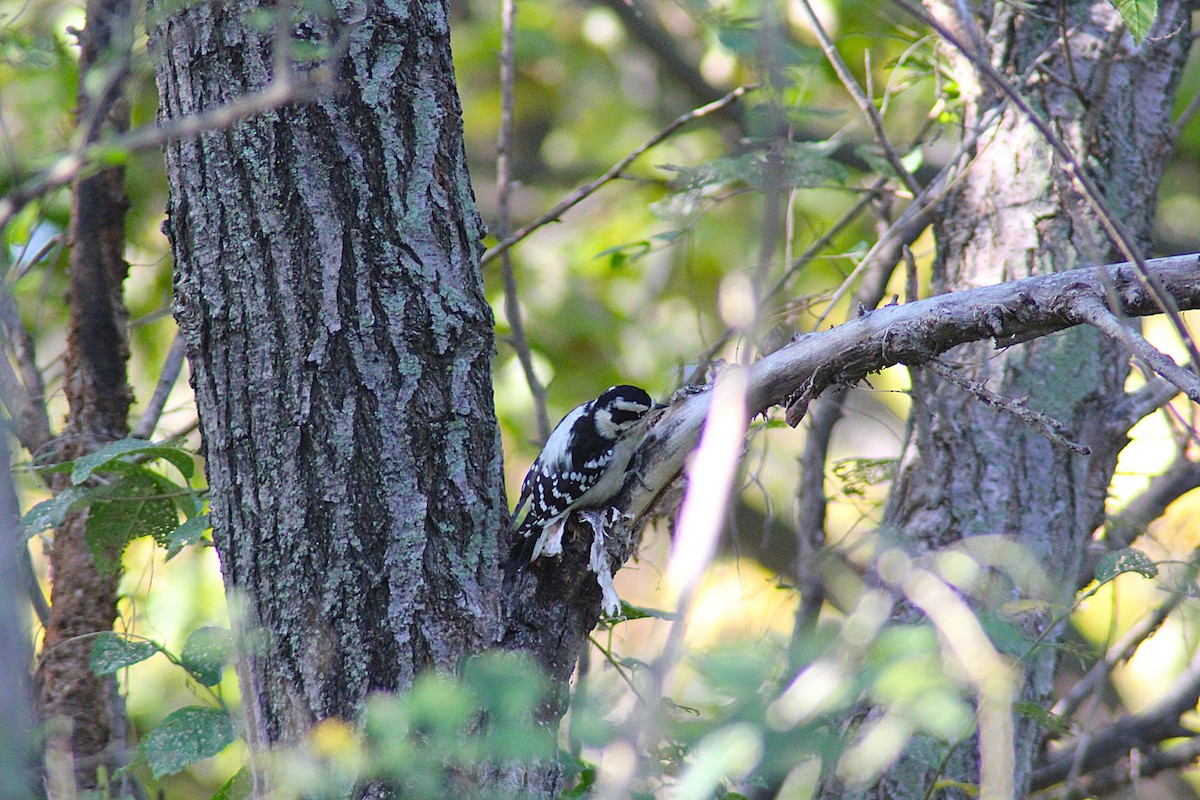 Downy Woodpecker - ML642434590