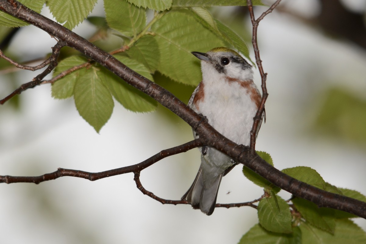 Chestnut-sided Warbler - ML642434605