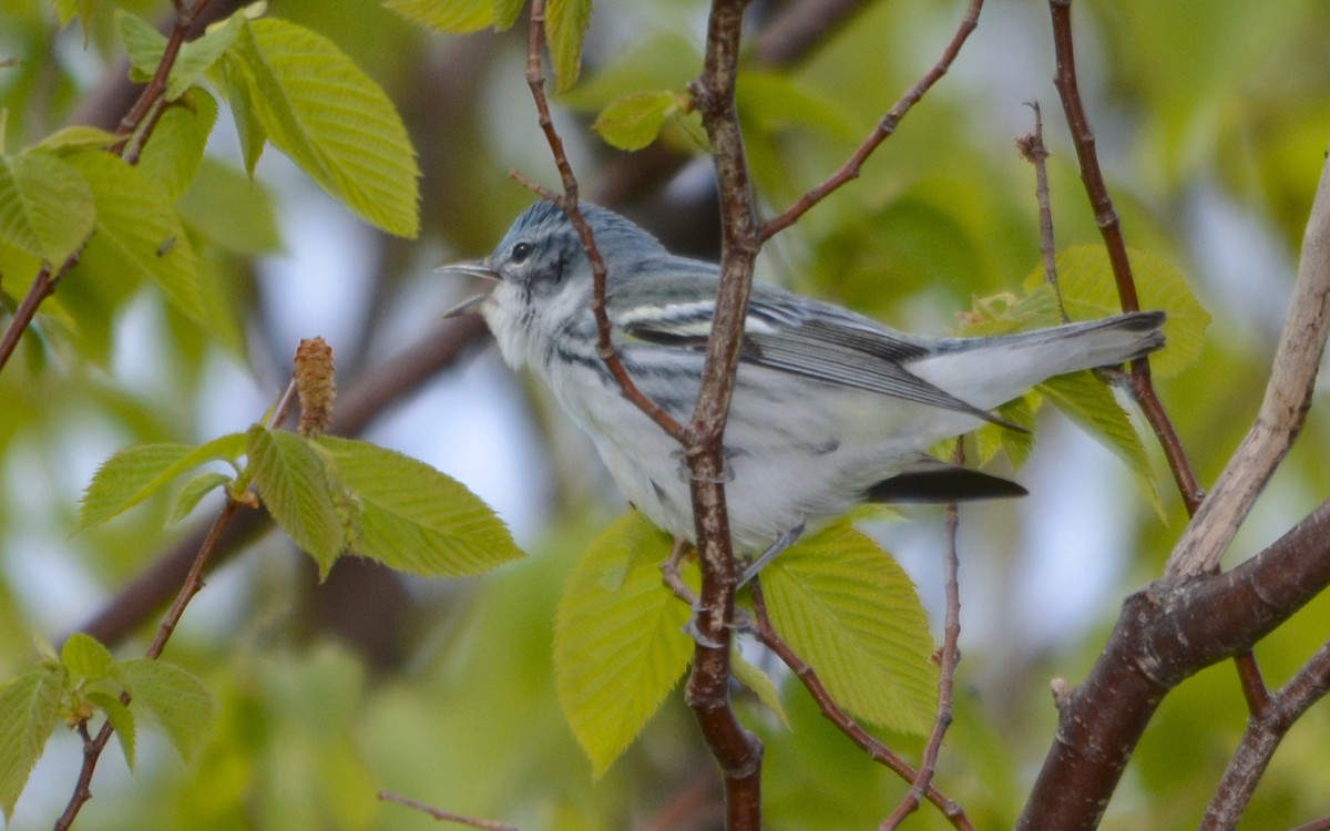 Cerulean Warbler - ML642434606