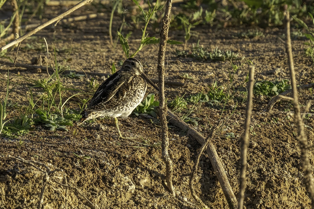 Wilson's Snipe - ML642434614