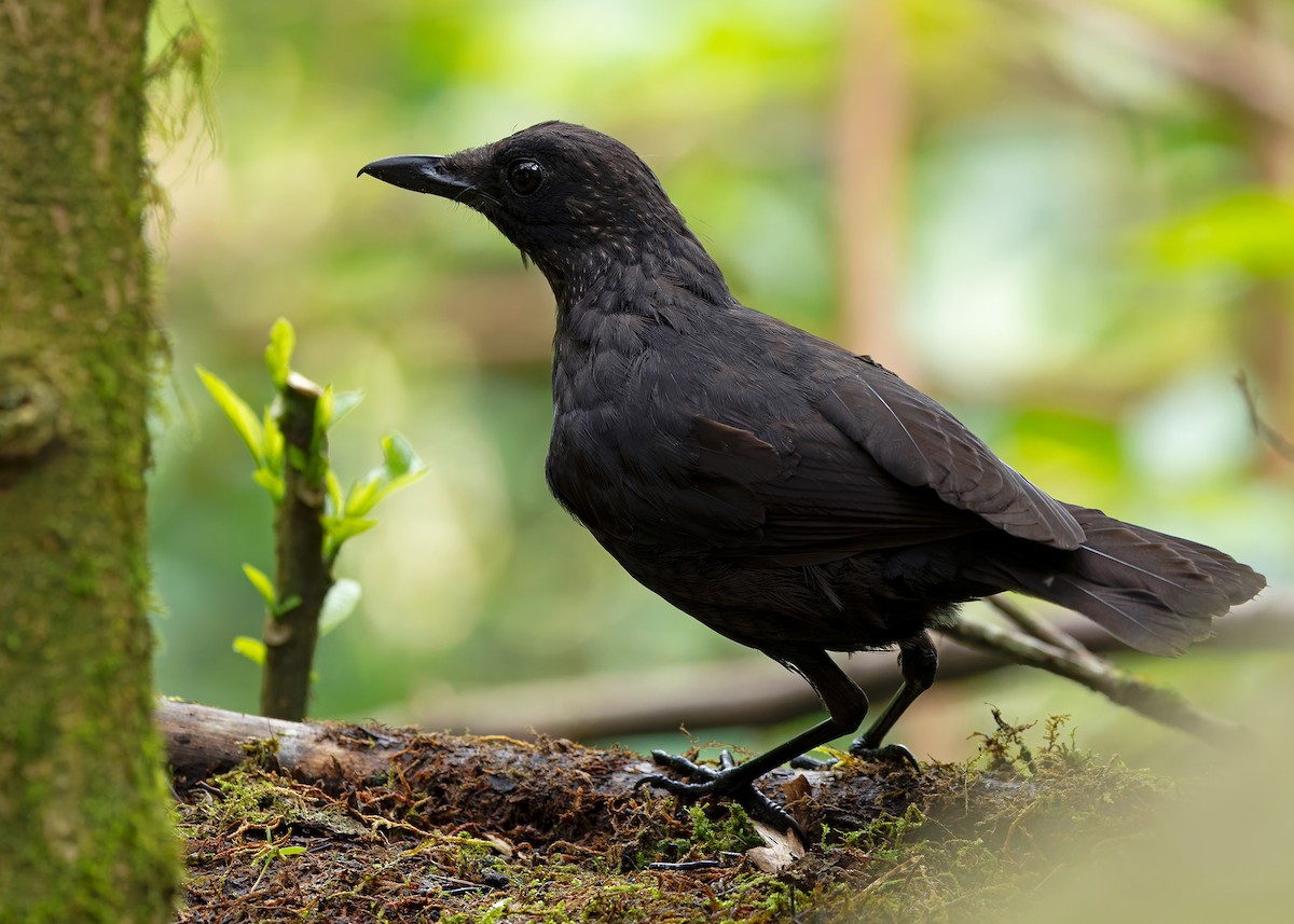 Bornean Whistling-Thrush - ML642434616