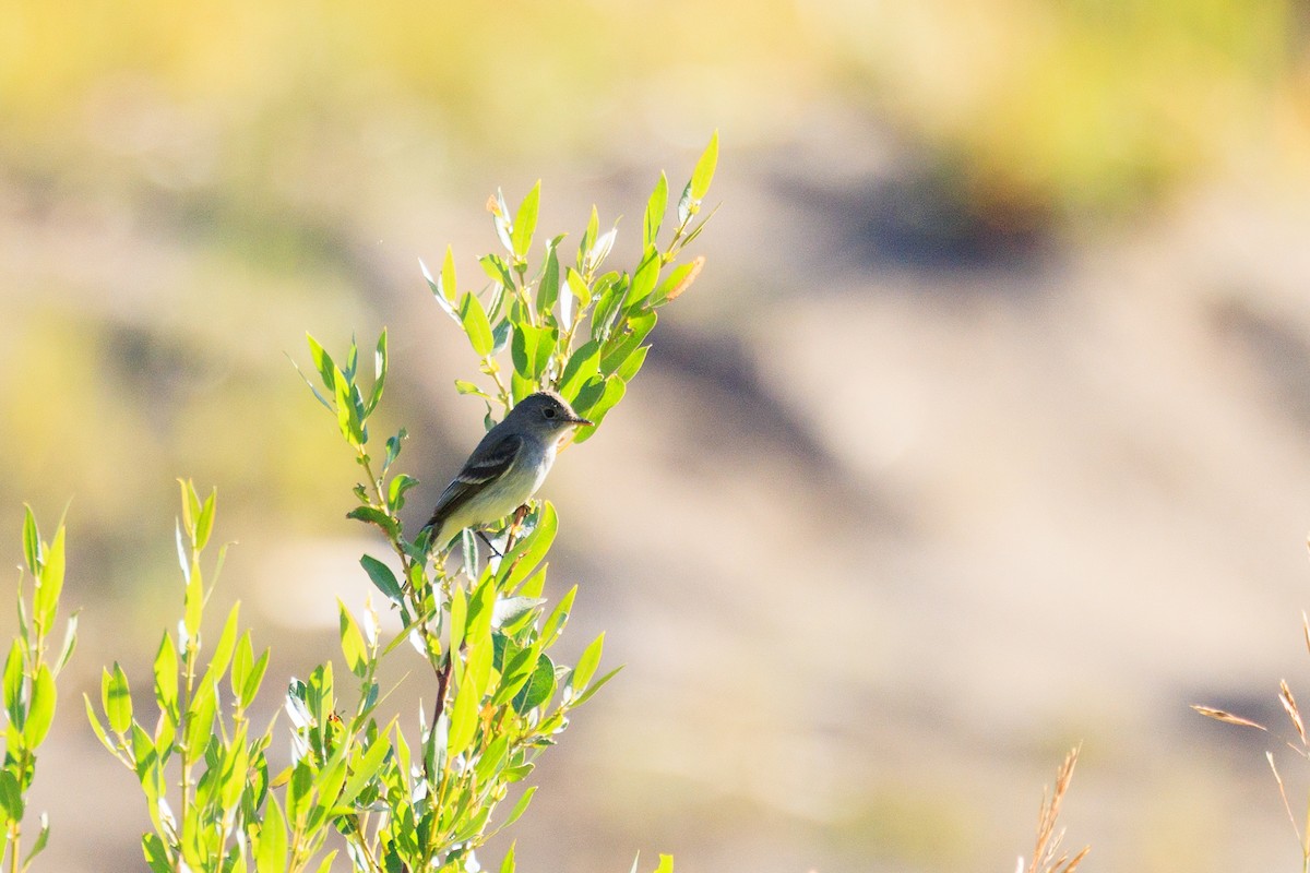 Willow Flycatcher - ML642434617