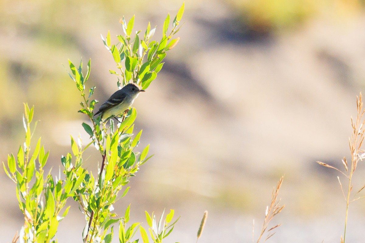 Willow Flycatcher - ML642434618