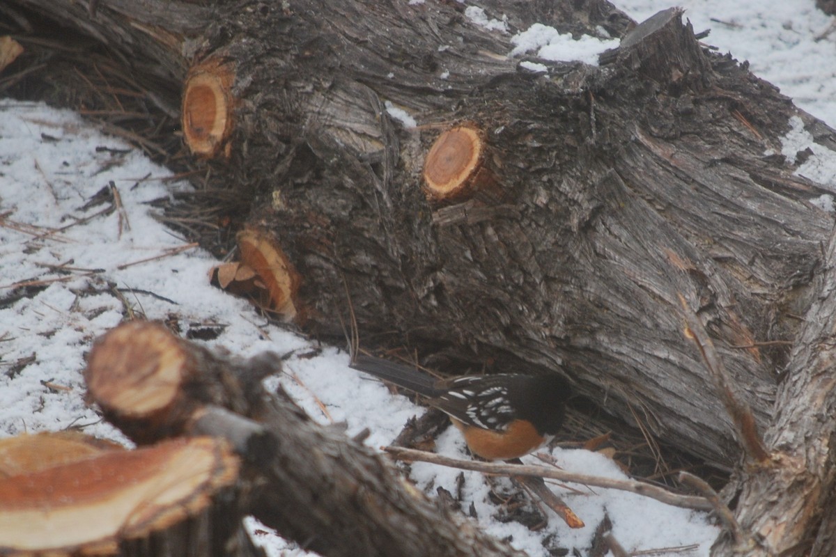 Spotted Towhee - ML642434623