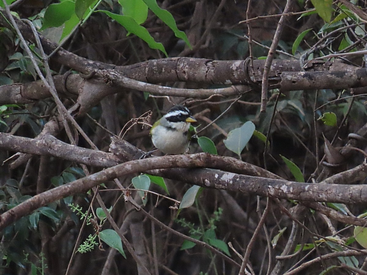 Sao Francisco Sparrow - ML642434637