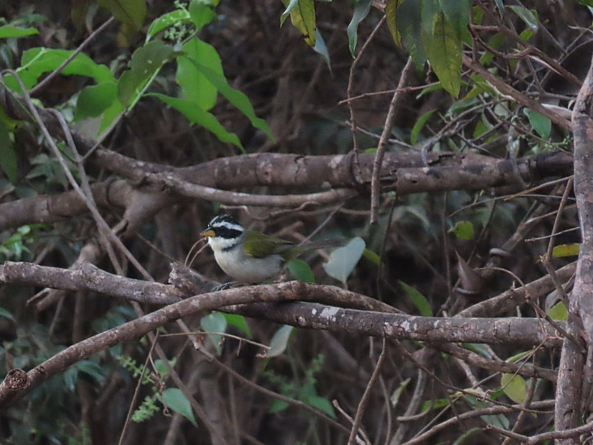 Sao Francisco Sparrow - ML642434638