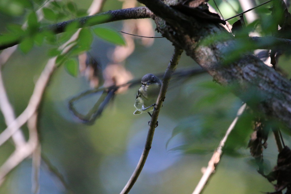 Blue-headed Vireo - ML642434640