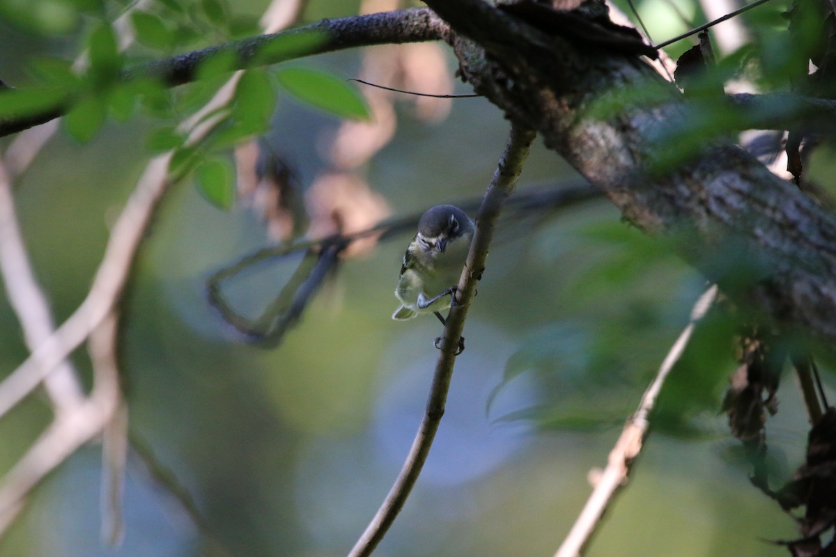 Blue-headed Vireo - ML642434641