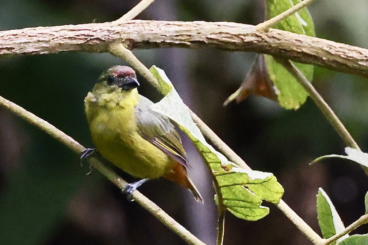 Olive-backed Euphonia - ML642434669