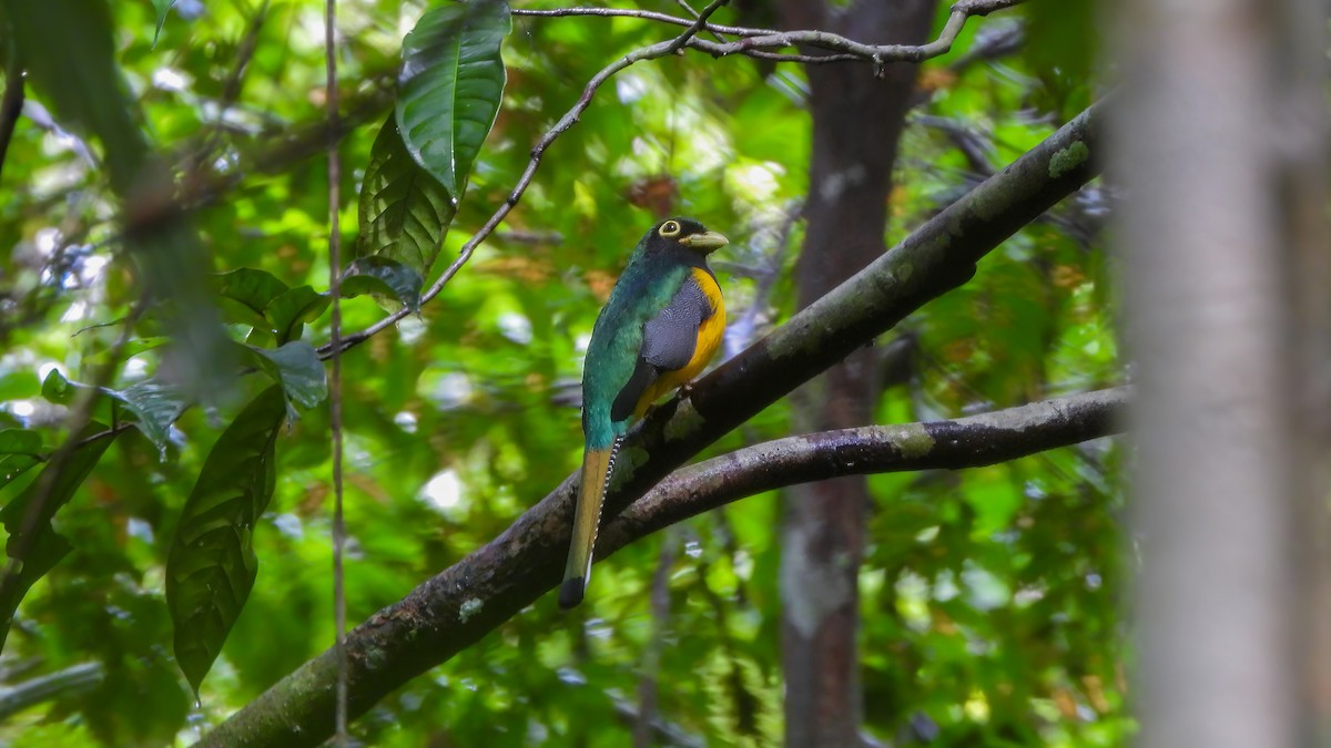 Amazonian Black-throated Trogon - ML642434672