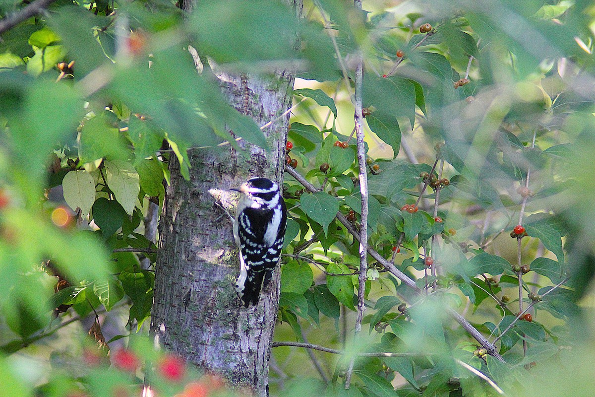 Downy Woodpecker - ML642434673