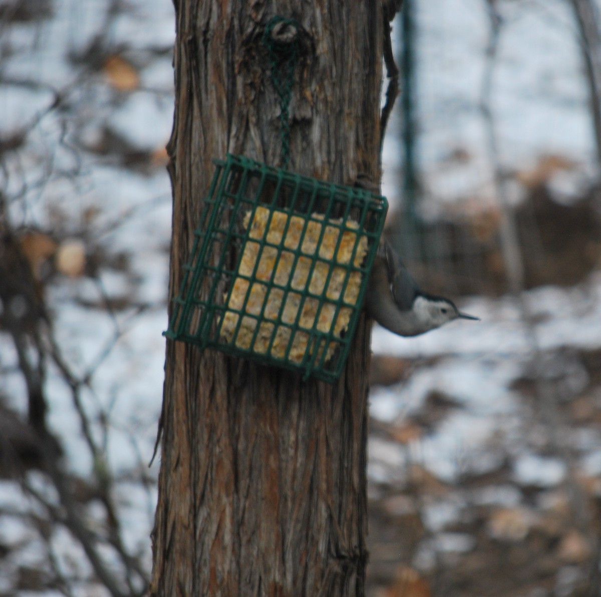 White-breasted Nuthatch (Interior West) - ML642434682