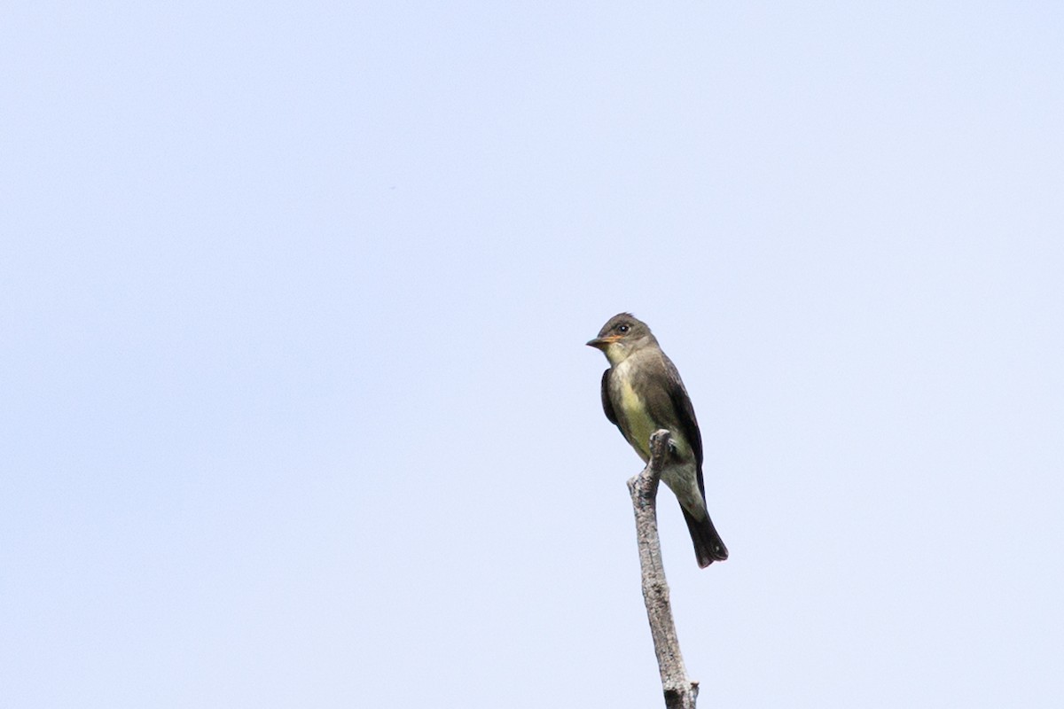 Olive-sided Flycatcher - ML642434697
