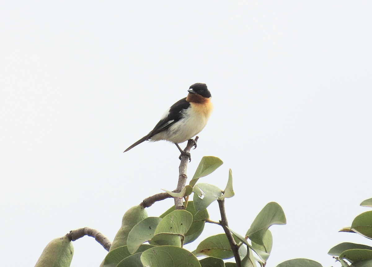 White-rumped Tanager - ML642434741