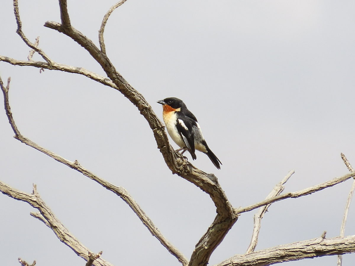 White-rumped Tanager - ML642434742