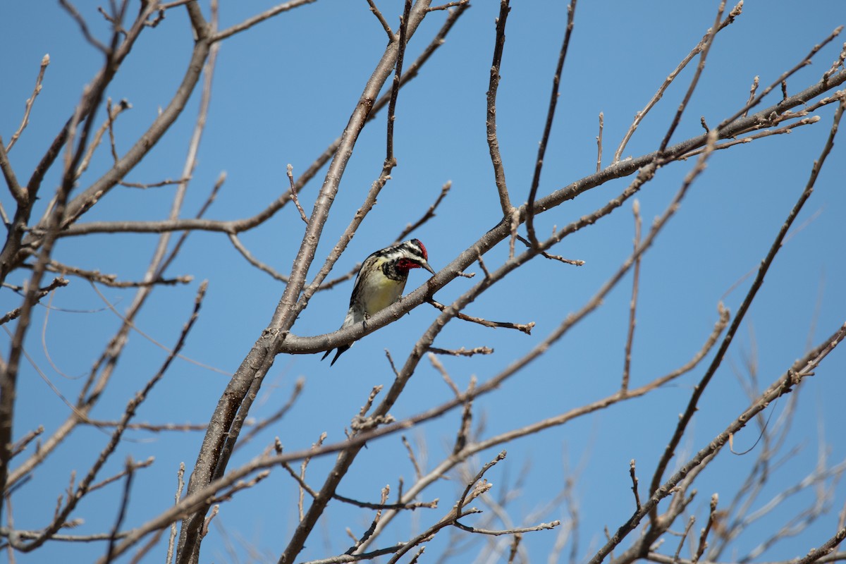 Yellow-bellied Sapsucker - ML642434743