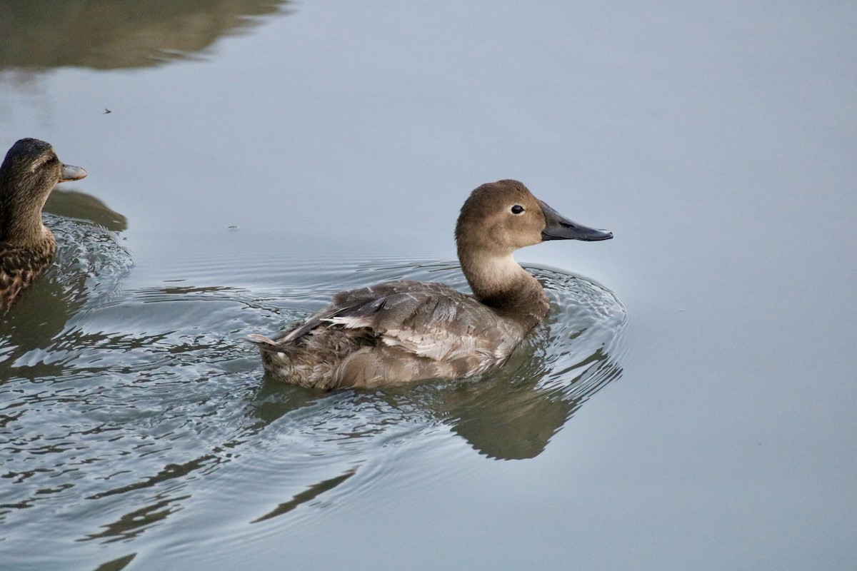 Canvasback - ML642434753