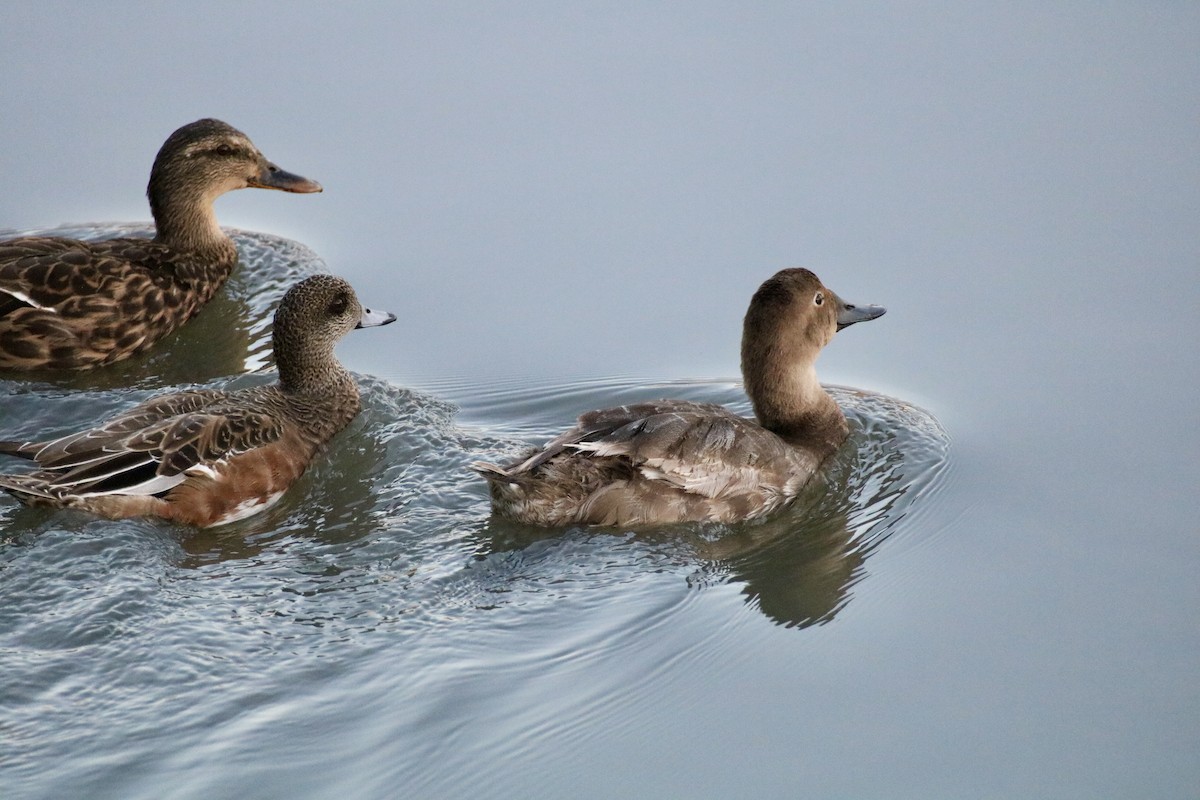 Canvasback - ML642434758