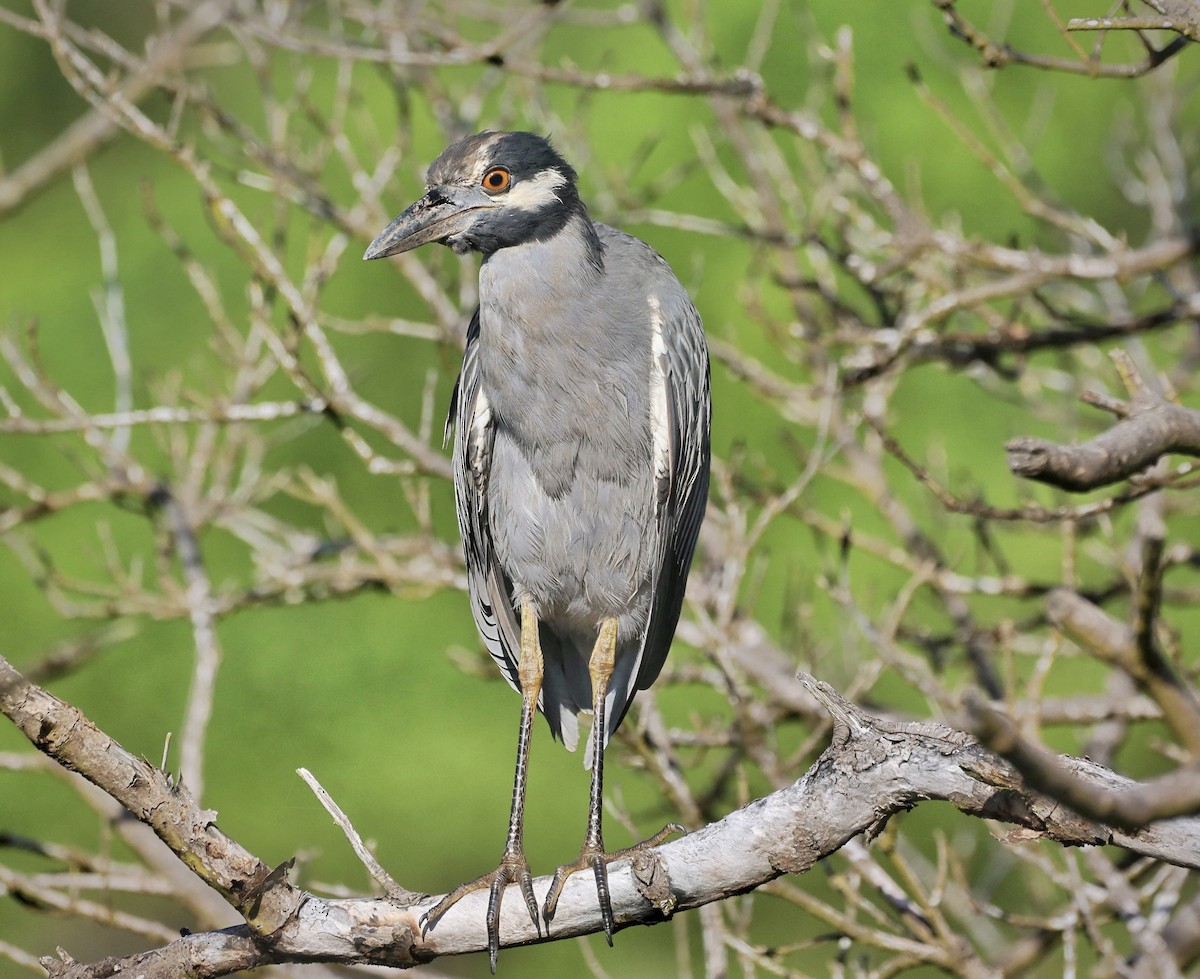 Yellow-crowned Night Heron - ML642434768