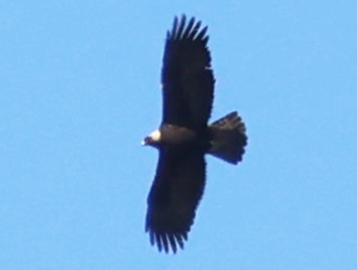 Aquila reale - ML642434782