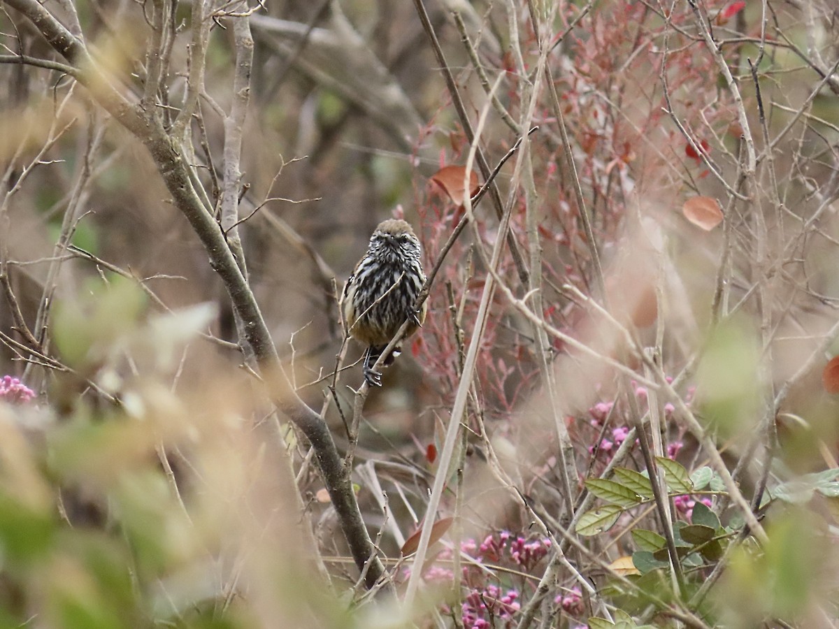 Rusty-backed Antwren - ML642434804