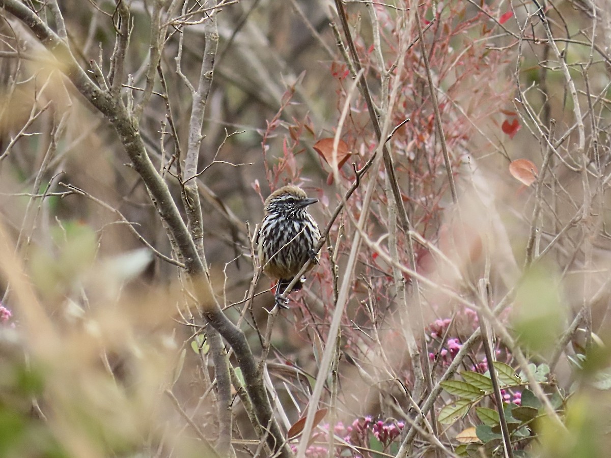 Rusty-backed Antwren - ML642434805
