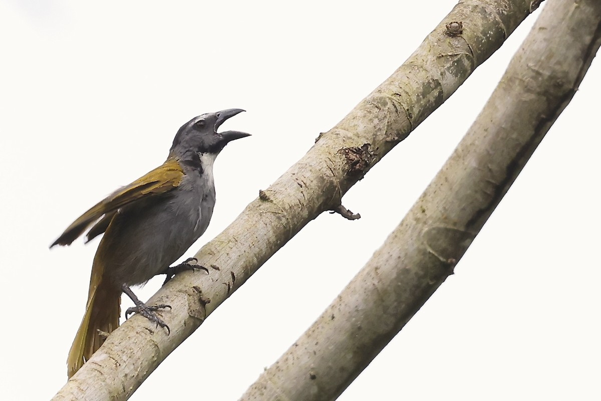 Black-headed Saltator - ML642434820