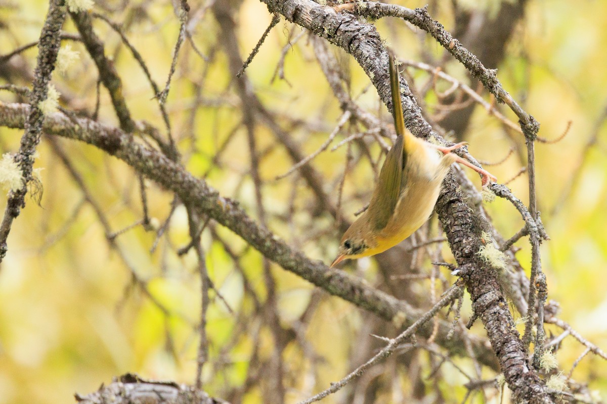 Common Yellowthroat - ML642434822