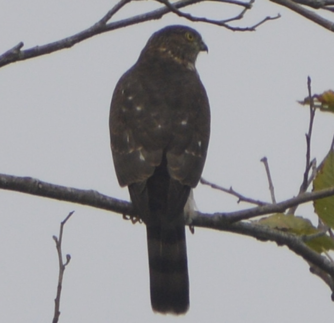 Sharp-shinned Hawk - ML642434823