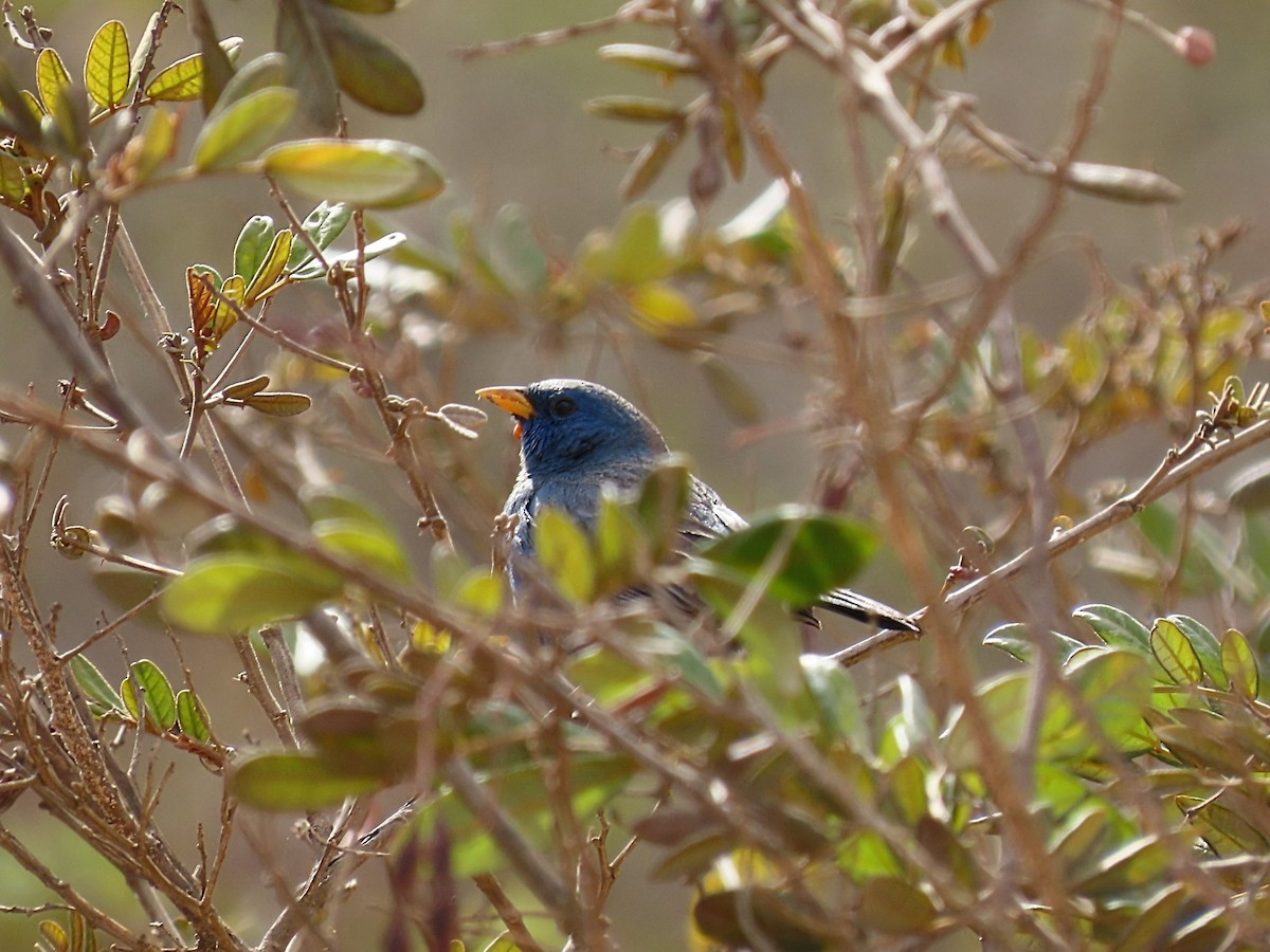 Blue Finch - ML642434824