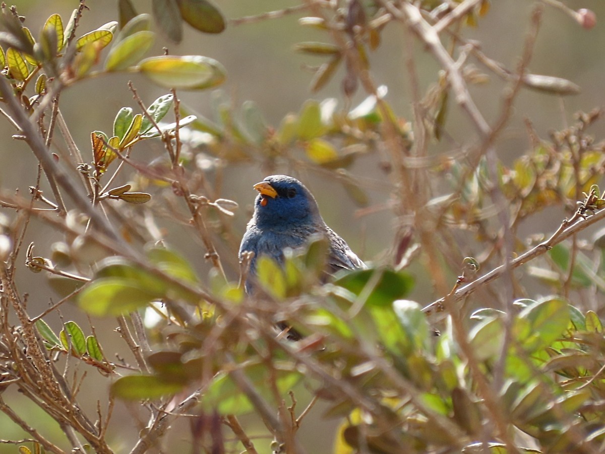 Blue Finch - ML642434826