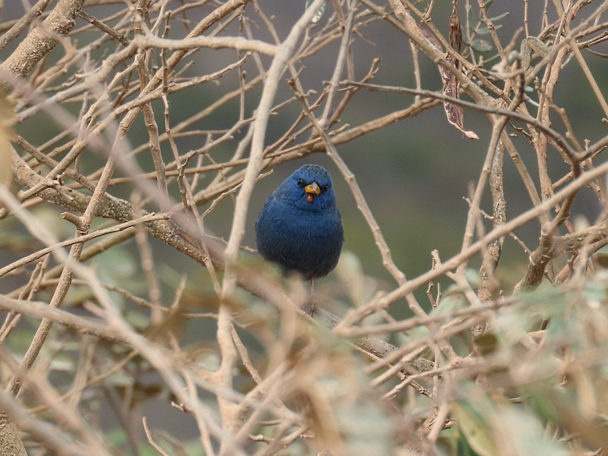Blue Finch - ML642434827