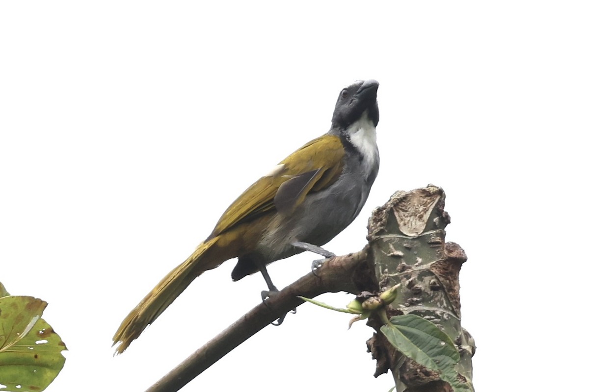 Black-headed Saltator - ML642434828