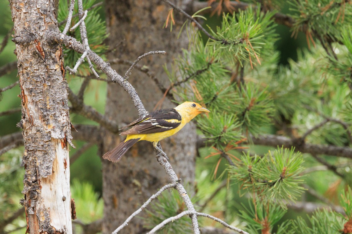 Western Tanager - ML642434836