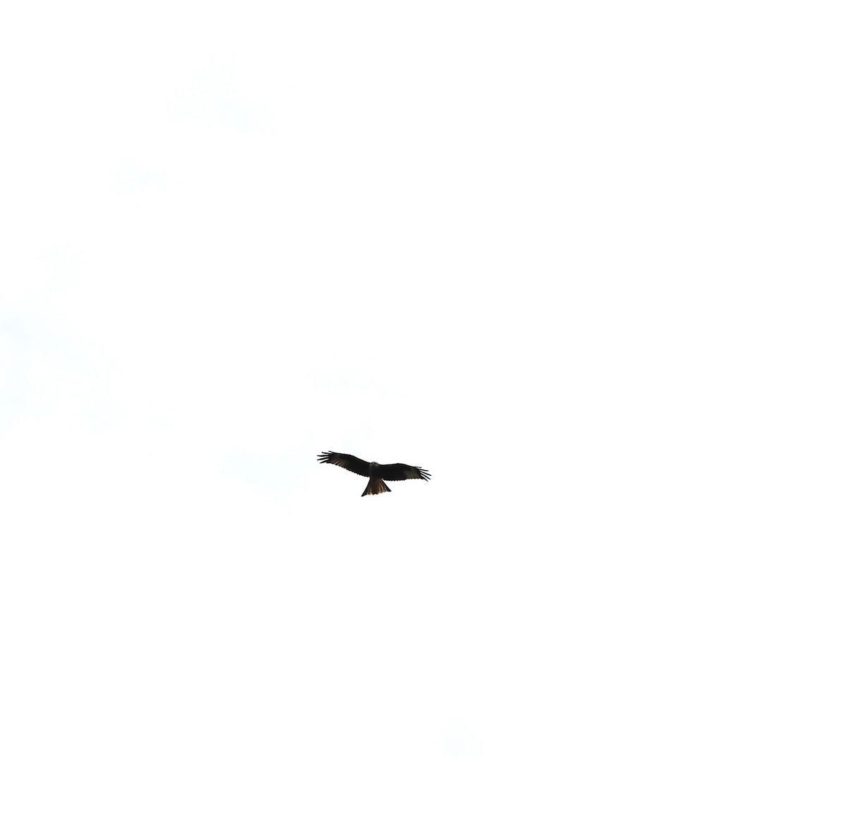 Black Kite - ML642434843