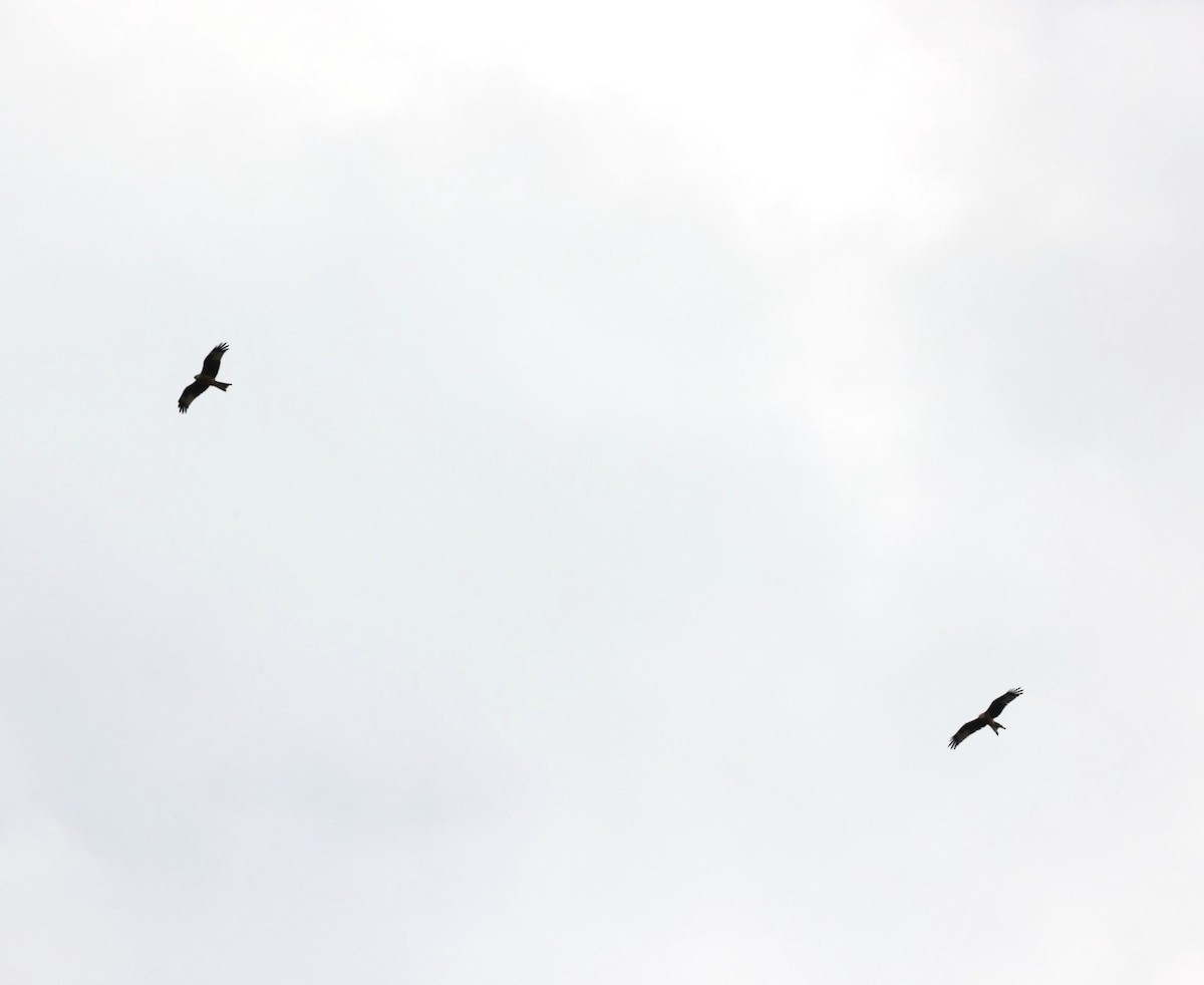 Black Kite - ML642434844