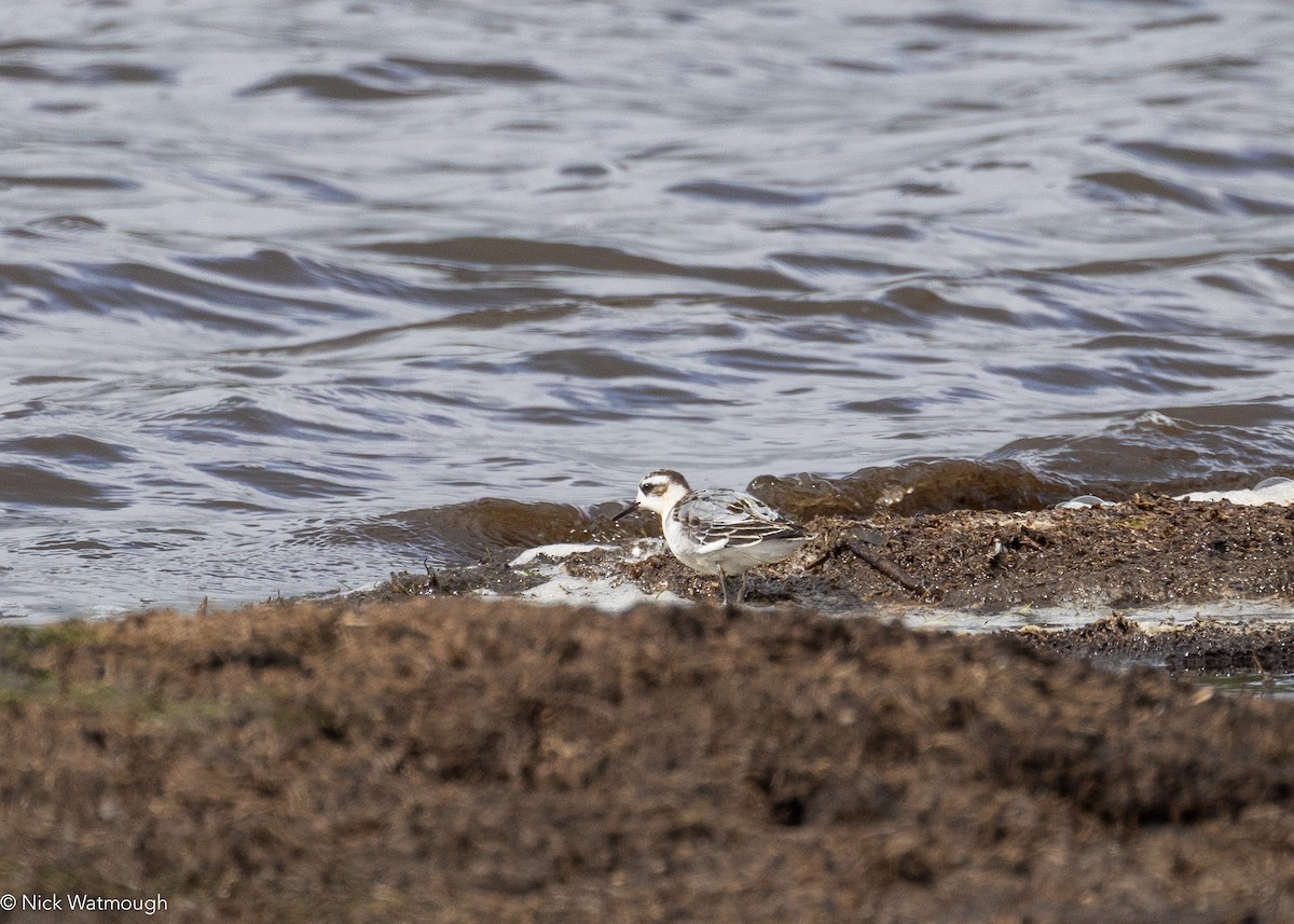 Red Phalarope - ML642434849
