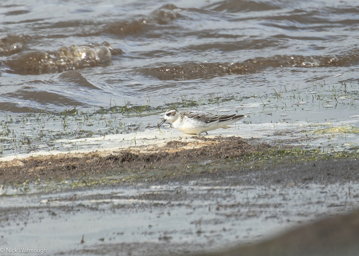 Red Phalarope - ML642434850