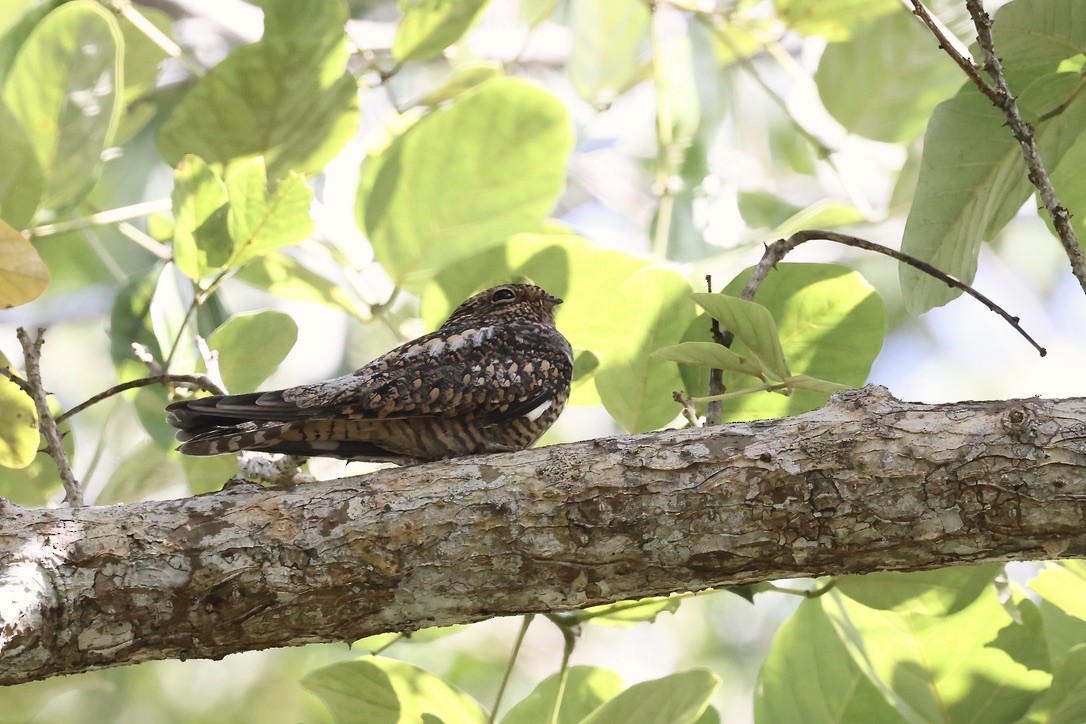 Lesser Nighthawk - ML642434903