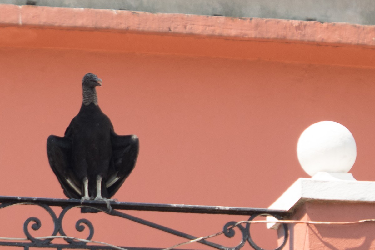 Black Vulture - ML642434905