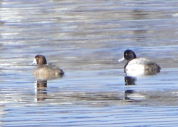 Greater Scaup - ML642434933