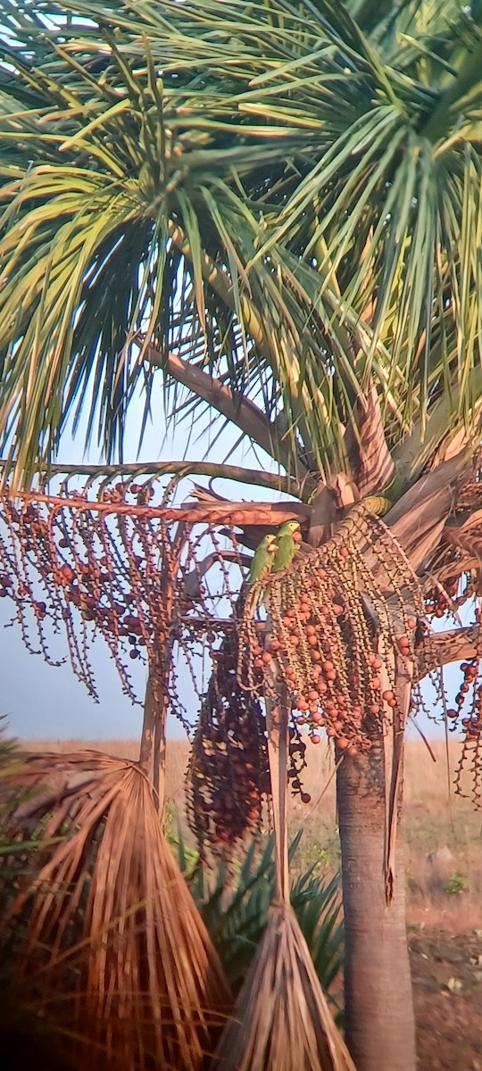Red-bellied Macaw - ML642434977