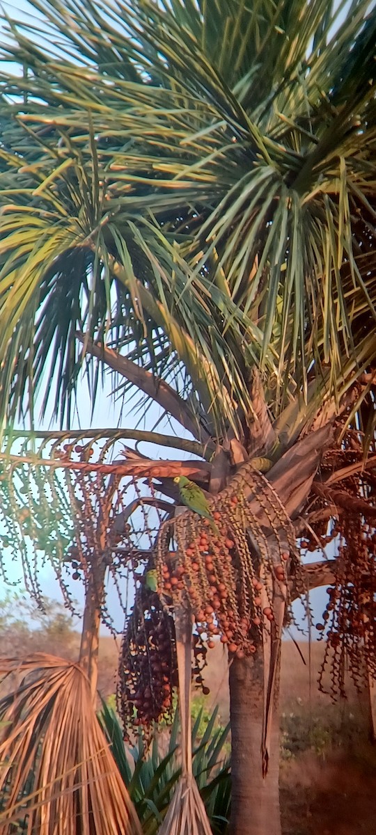 Red-bellied Macaw - ML642434978